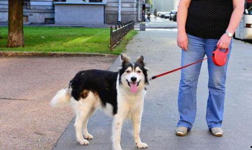 娱乐吃瓜酱骑车狗